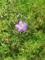 Geranium incanum