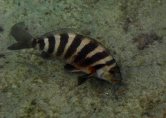 Chirodactylus spectabilis