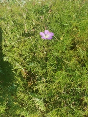 Geranium incanum