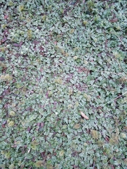 Conocephalum conicum