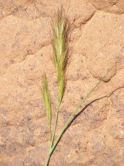 Aristida congesta congesta