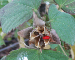 Dysdercus nigrofasciatus