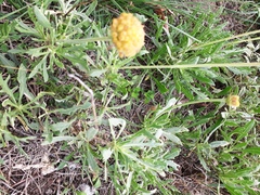 Gaillardia megapotamica megapotamica