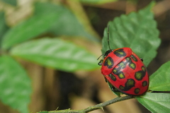 Poecilocoris druraei