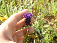 Muscari comosum