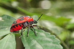 Poecilocoris druraei