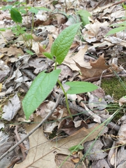 Endodeca serpentaria