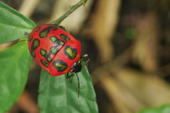 Poecilocoris druraei