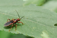 Ectrychotes comottoi