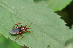 Ectrychotes comottoi