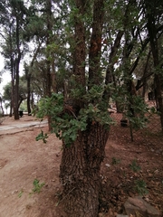Quercus ithaburensis macrolepis