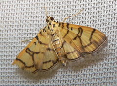 Pardomima callixantha