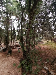 Quercus ithaburensis macrolepis