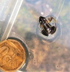 Microbatrachella capensis
