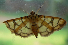 Pardomima callixantha