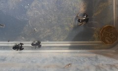 Microbatrachella capensis