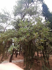 Quercus ithaburensis macrolepis