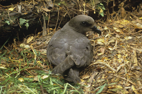 Magenta Petrel (Pterodroma magentae), photo 10