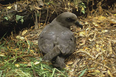 Magenta Petrel photo 1