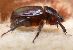 Cyphonistes vallatus