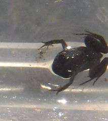 Microbatrachella capensis
