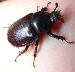 Cyphonistes vallatus