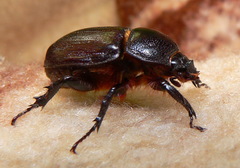 Cyphonistes vallatus