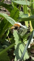Bombus pascuorum