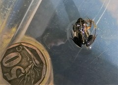Microbatrachella capensis