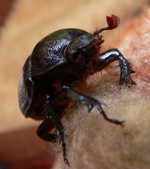 Cyphonistes vallatus