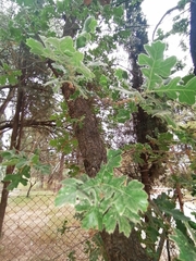 Quercus ithaburensis macrolepis