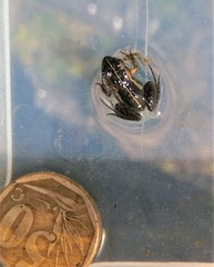 Microbatrachella capensis
