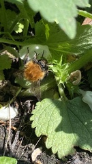 Bombus pascuorum