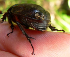 Cyphonistes vallatus