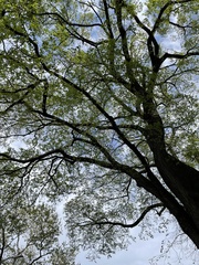 Ulmus americana