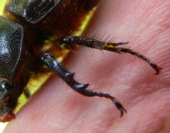 Cyphonistes vallatus