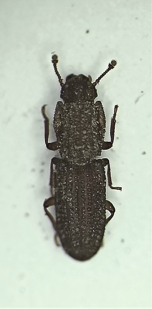 Langelandia