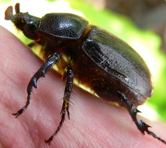 Cyphonistes vallatus