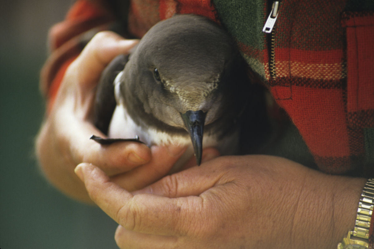 Magenta Petrel (Pterodroma magentae), photo 7