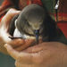 Magenta Petrel illustration