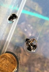 Microbatrachella capensis