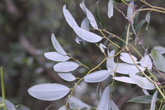 Smilax corbularia