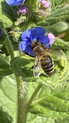 Apis mellifera