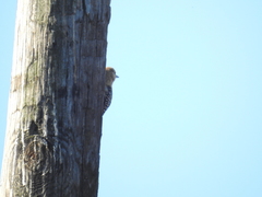 Melanerpes uropygialis