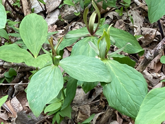 Trillium viride