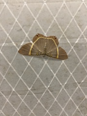 Phrygionis paradoxata