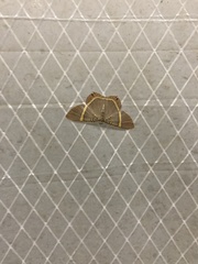 Phrygionis paradoxata