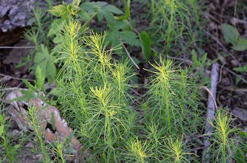 Suaeda glauca, photograph 3