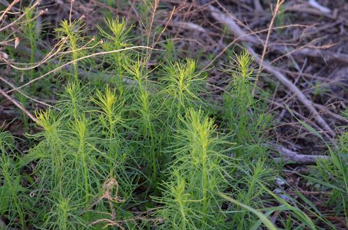 Suaeda glauca, photograph 2