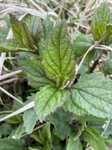 Nariuotasis bervidis nuotrauka